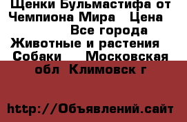 Щенки Бульмастифа от Чемпиона Мира › Цена ­ 1 000 - Все города Животные и растения » Собаки   . Московская обл.,Климовск г.